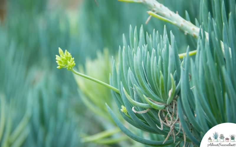 Senecio Vitalis Blue Chalk Fingers
