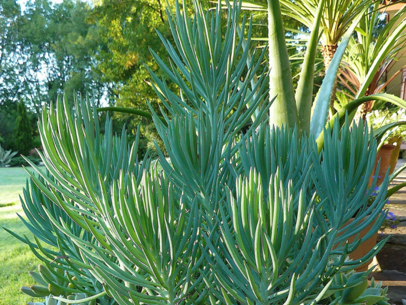 Senecio Vitalis Blue Chalk Fingers