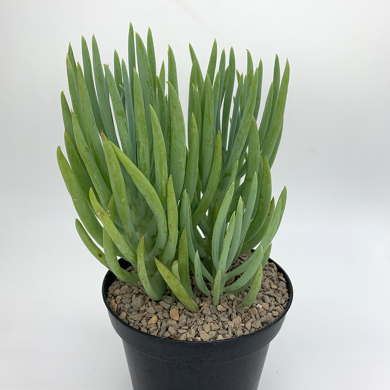 Senecio Vitalis Blue Chalk Fingers