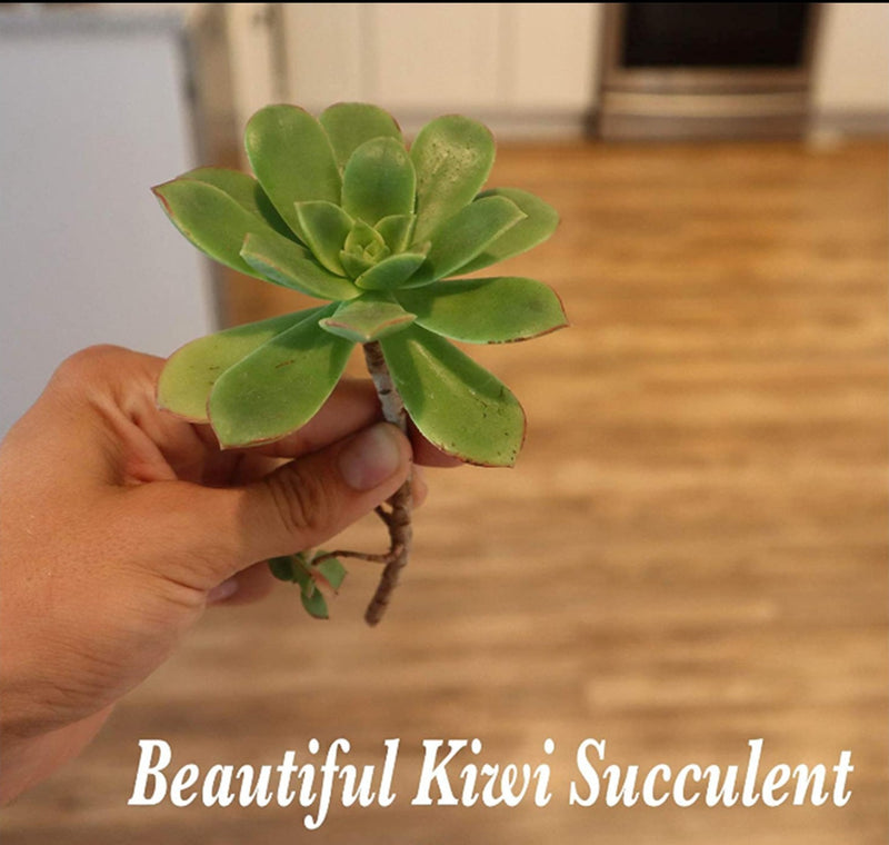Aeonium kiwi for sale, Aeonium Kiwi, aoenium, aeonium arboreum, succulent plant, Succulents shop near me, succulent care guide, succulent care tips, succulent subscription, succulents garden, succulents store in CA, succulent care, aeonium arboreum in California, How to grow aeonium arboreum, Aeonium succulents, Aeonium succulents for sale, Aeonium succulents care, Aeonium succulent, Succulent Aeonium
