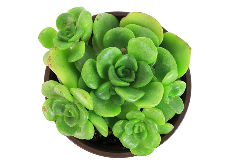 Aeonium lily pad for sale, Aeonium Lily Pad, succulent plant, Succulents shop near me, how to grow succulents, monthly succulents, Succulents, succulent care guide, cactus, indoor succulents, Aeonium Lily Pad in California, How to grow Aeonium Lily Pad, Aeonium succulents, Aeonium succulents for sale, Aeonium succulents care, Aeonium succulent, Succulent Aeonium