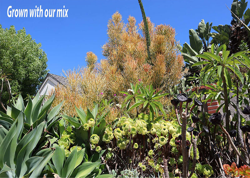 best cactus succulent soil Ramsey Succulent & Cactus Soil Mix