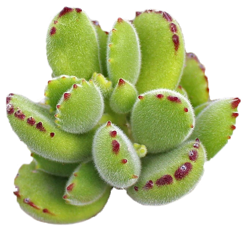 Cotyledon Bear's Paw