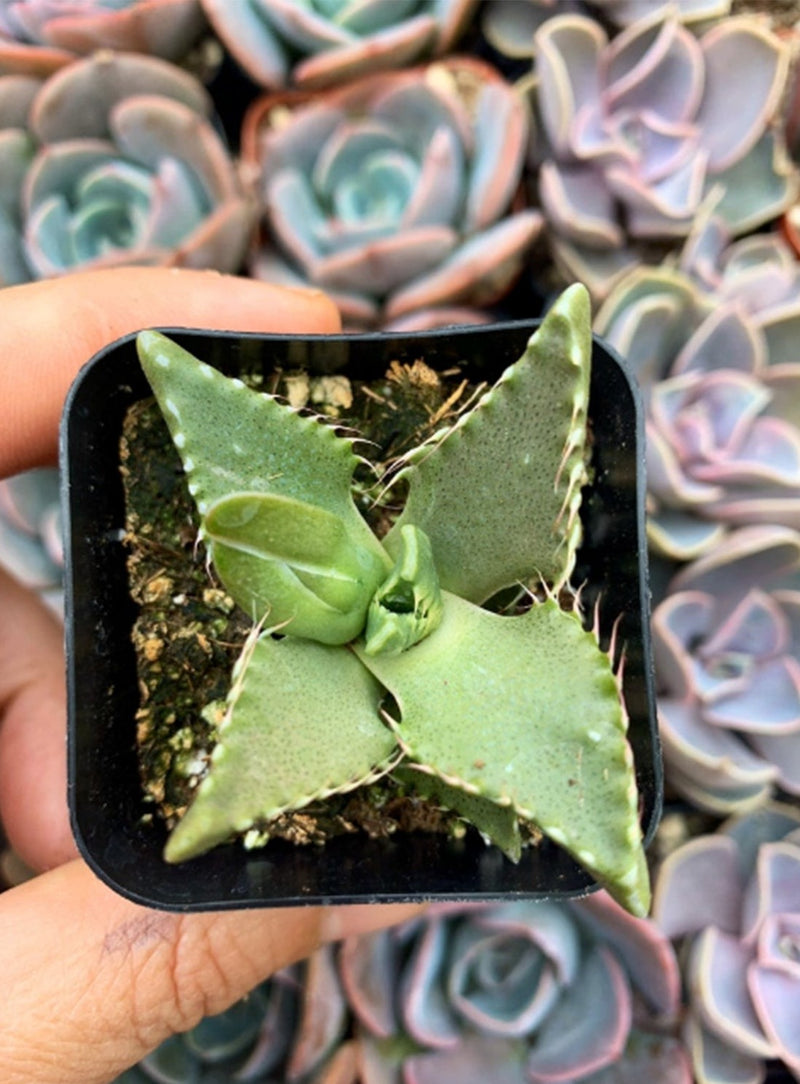 tiger’s jaw crassula for sale, tiger’s jaw crassula, Succulents, succulent care tips, Rare succulents, succulent care guide, succulent care, succulents garden, Succulents shop near me, How to grow tiger’s jaw crassula, crassula, crassula plant, crassula succulent, crassula types, crassula varieties, types of crassula, crassula species, crassulas, succulent crassula, Crassula succulents, Crassula succulents for sale, Crassula succulents care, succulents for sale online, succulents for sale