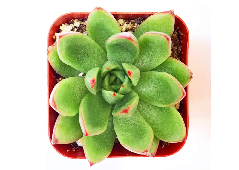 Echeveria Agavoides Christmas for Sale, Echeveria Agavoides Christmas Succulent, Echeveria Christmas Rosette-shaped Succulent, Christmas Succulents, Christmas Succulent Plants, Succulents for Christmas Ideas in 2021, Succulent Christmas Decorations, Holiday Succulent Planter, Holiday Decorating with Succulents, Echeveria succulents, Echeveria succulents for sale, Echeveria succulents care, succulents for sale online, succulents for sale, indoor succulents, buy succulents online