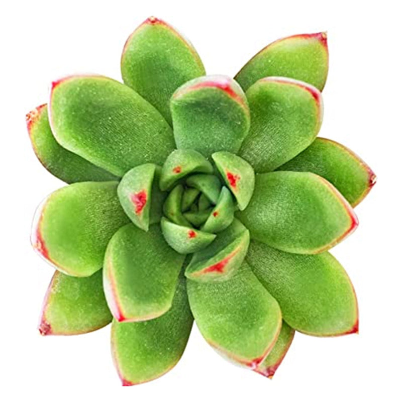 Echeveria Agavoides Christmas for Sale, Echeveria Agavoides Christmas Succulent, Echeveria Christmas Rosette-shaped Succulent, Christmas Succulents, Christmas Succulent Plants, Succulents for Christmas Ideas in 2021, Succulent Christmas Decorations, Holiday Succulent Planter, Holiday Decorating with Succulents, Echeveria succulents, Echeveria succulents for sale, Echeveria succulents care, succulents for sale online, succulents for sale, indoor succulents, buy succulents online