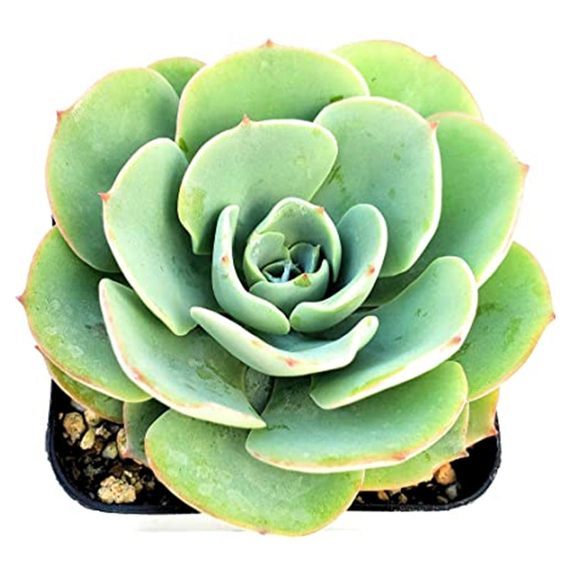 Echeveria Atlantis for sale, Echeveria Atlantis, Succulents, indoor succulents, succulent care, succulent plant, succulents shop in California, Echeveria Atlantis in California, How to grow Echeveria Atlantis, How to care echeveria succulents, echeveria, echeveria succulent, echeveria types, succulent echeveria, buy succulents online, succulent shop, succulent store, echeveria plant, Echeveria succulents, Echeveria succulents for sale, succulents for sale online, succulents for sale