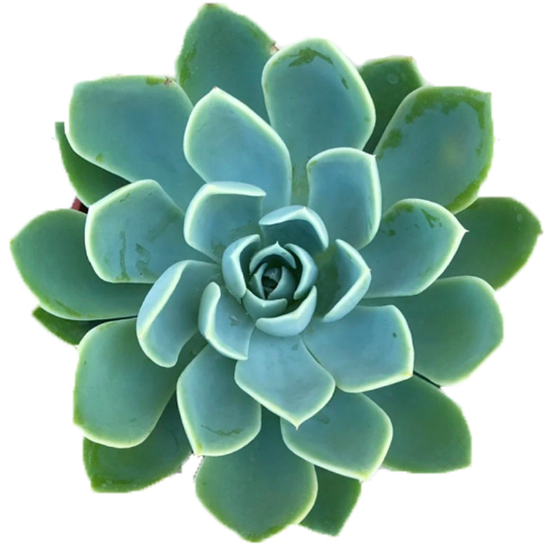Echeveria Blue Atoll for sale, Echeveria Blue Atoll, succulents store in CA, succulent care, succulent care guide, succulent plant, Succulents, Echeveria Blue Atoll in California, How to grow Echeveria Blue Atoll, echeveria succulent, echeveria types, succulent echeveria, buy succulents online, succulent shop, succulent store, echeveria plant, indoor succulents, Echeveria succulents, Echeveria succulents for sale, Echeveria succulents care, succulents for sale online, succulents for sale