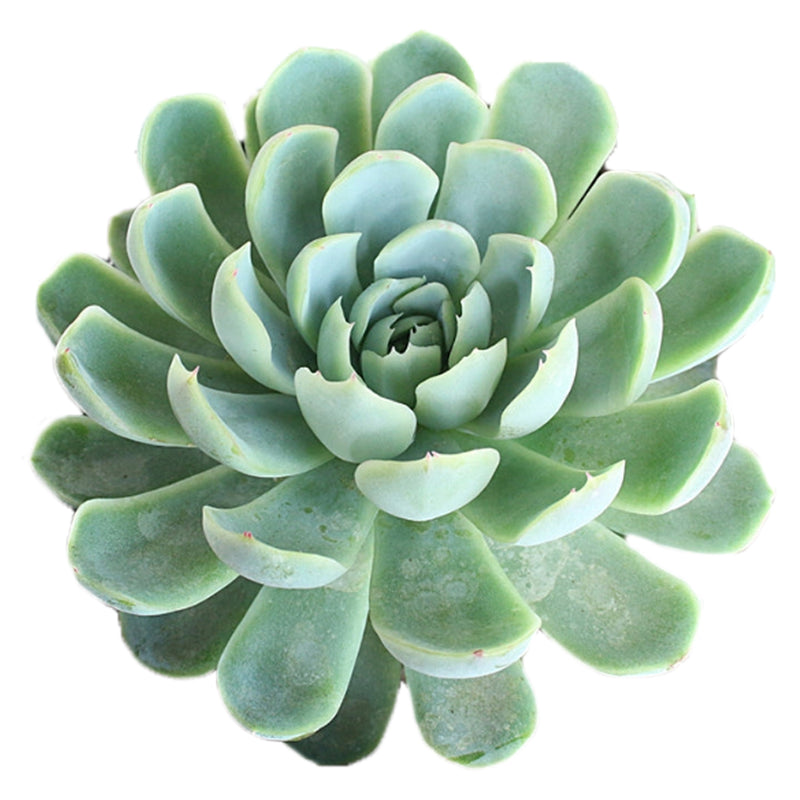 Echeveria Elegans Mexican Snowball