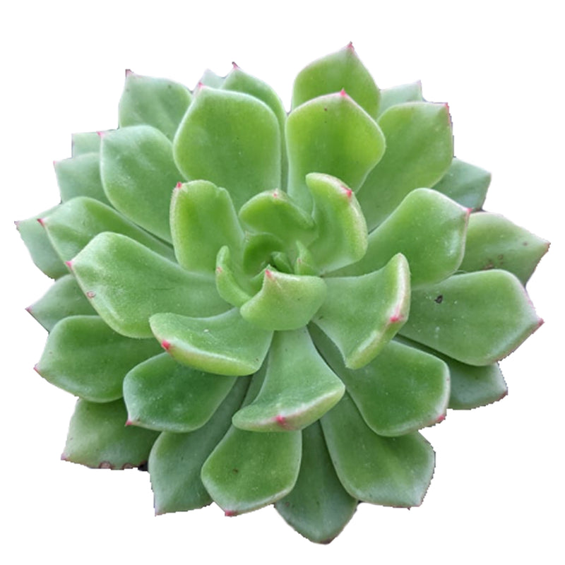 Echeveria Emerald Ripple