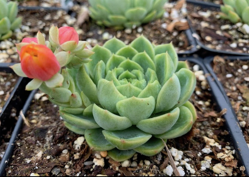 Echeveria Lime and Chili Succulent for sale, Echeveria Lime and Chili Succulent, Echeveria Lime n Chile Plant, Lime Green Rosettes, Buy Succulents Online, Shop Succulents in California, Lime Green Echeveria Succulent Plant, Rosettes Succulent, echeveria, echeveria succulent, echeveria types, succulent echeveria, Echeveria succulents, Echeveria succulents for sale, Echeveria succulents care, buy succulents online, succulent shop, succulent store, echeveria plant, indoor succulents
