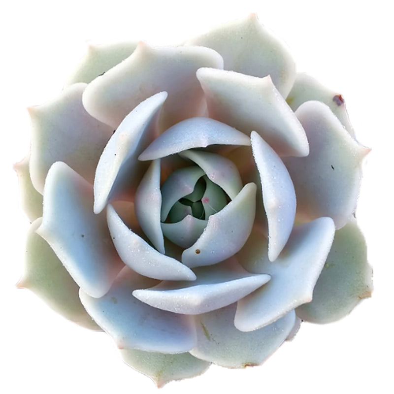 Echeveria Lola for sale, Echeveria Lola, Rare succulents, succulents shop in California, indoor succulents, succulent care, Succulents, How to grow Echeveria Lola, echeveria succulent, echeveria types, succulent echeveria, buy succulents online, succulent shop, succulent store, echeveria plant, indoor succulents, Echeveria succulents, Echeveria succulents for sale, Echeveria succulents care, succulents for sale online, succulents for sale
