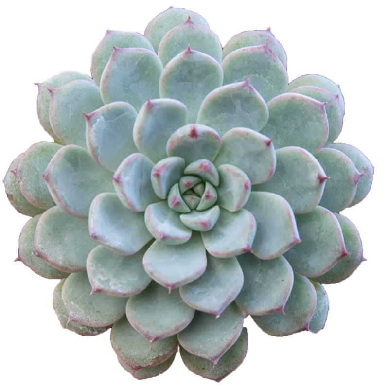 Echeveria Minima for sale, Echeveria minima blue rosette, Rare succulents, succulent care, Succulents shop near me, succulents store in CA, Echeveria Minima Blue Rosette in California, echeveria, echeveria succulent, echeveria types, succulent echeveria, buy succulents online, succulent shop, succulent store, echeveria plant, indoor succulents, Echeveria succulents, Echeveria succulents for sale, Echeveria succulents care, succulents for sale online, succulents for sale