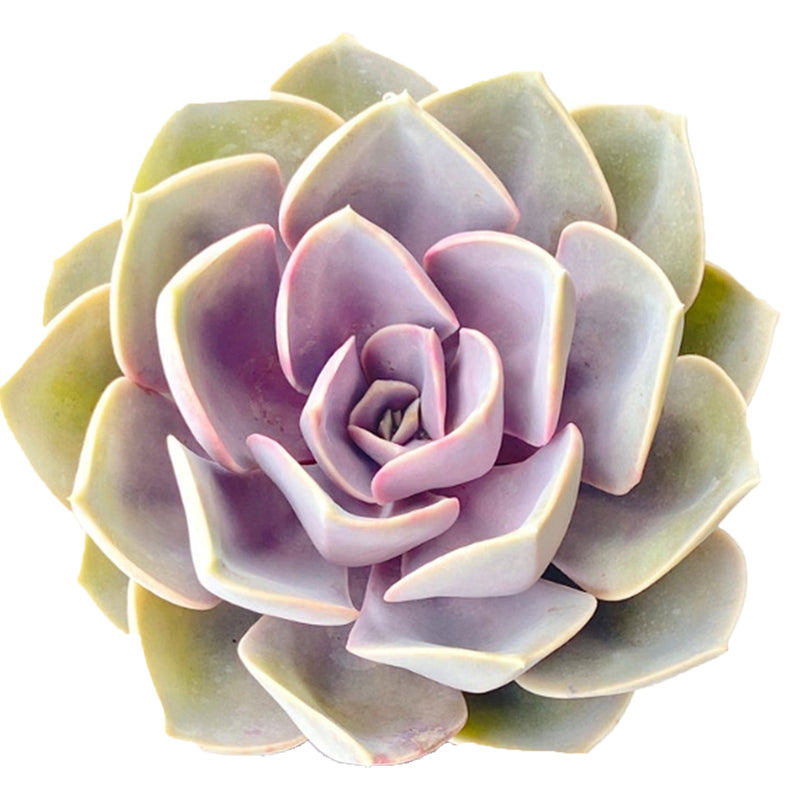 Echeveria perle von nurnberg for sale, Echeveria perle von nurnberg, Succulents store in CA, succulent plant, indoor succulents, succulents shop in California, succulent care guide, succulent care, Echeveria Perle Von Nurnberg in California, How to grow Echeveria Perle Von Nurnberg, echeveria, echeveria succulent, Echeveria succulents, Echeveria succulents for sale, Echeveria succulents care, echeveria types, succulent echeveria, buy succulents online, succulent shop, succulent store, echeveria plant