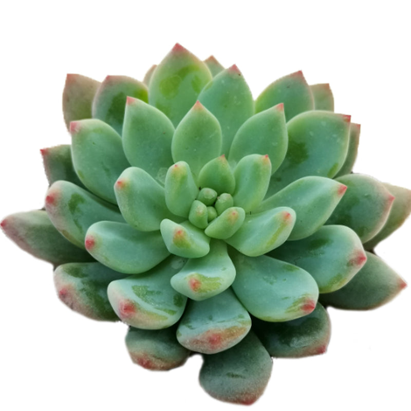 Echeveria Sedeveria Blue Elf