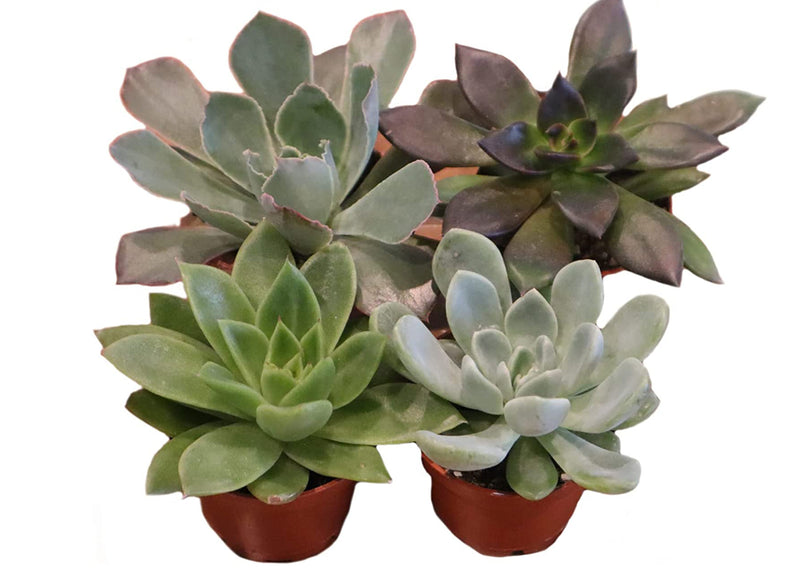 Echeveria, Echeveria succulents, Echeveria succulents for sale, Echeveria for sale, Echeveria succulent, Echeveria succulent plants, Echeveria types, Buy echeveria succulents, Echeveria succulent, How to care for Echeveria Succulent, buy succulents online, succulent shop, succulent store, echeveria plant, indoor succulents