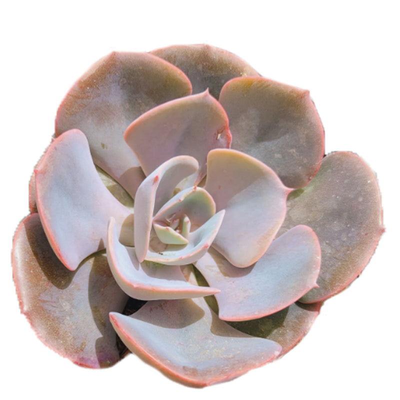 Echeveria Dusty Rose for sale, Echeveria Dusty Rose, Echeveria Dusty Rose Succulent, Rosette Shaped Succulent Plant, How to grow Echeveria Dusty Rose, Purple Echeveria Succulent, Pink Rosette Succulent for Sale, Succulents, echeveria succulent, echeveria types, succulent echeveria, buy succulents online, succulent shop, succulent store, indoor succulents, Echeveria succulents, Echeveria succulents for sale, Echeveria succulents care, succulents for sale online, succulents for sale