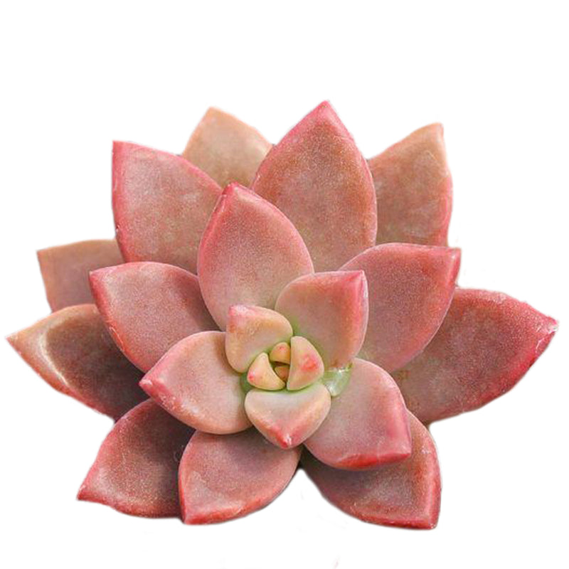 Graptosedum Alpenglow