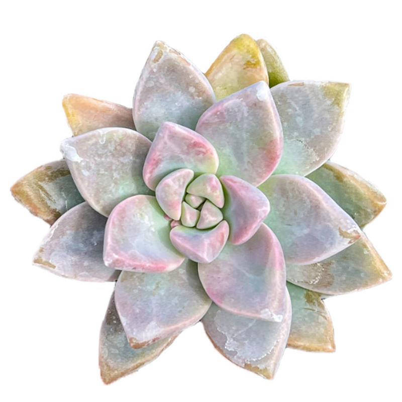 Graptosedum Ghosty