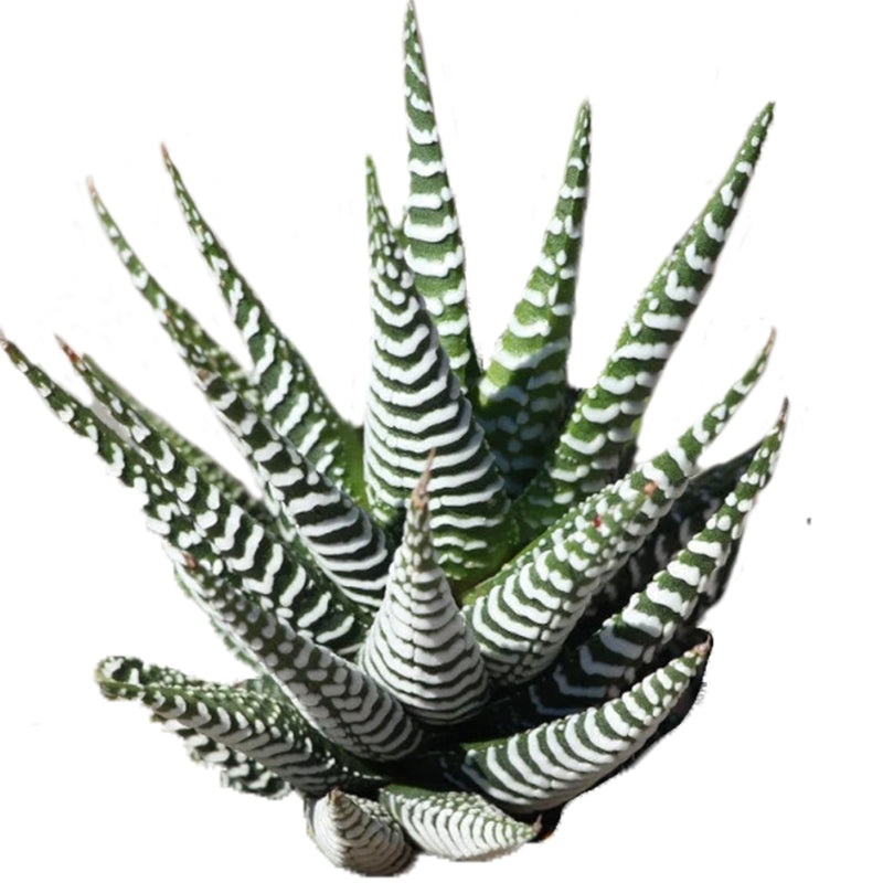 Haworthia zebra plant for sale, Haworthia zebra plant, Succulents, how to grow succulents, succulent care tips, succulents garden, succulent subscription, succulent plant, succulents shop in California, cactus, Haworthia zebra plant in California, How to grow Haworthia zebra plant. indoor succulents