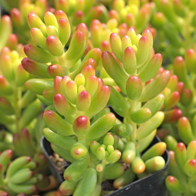 Sedum Jelly Bean