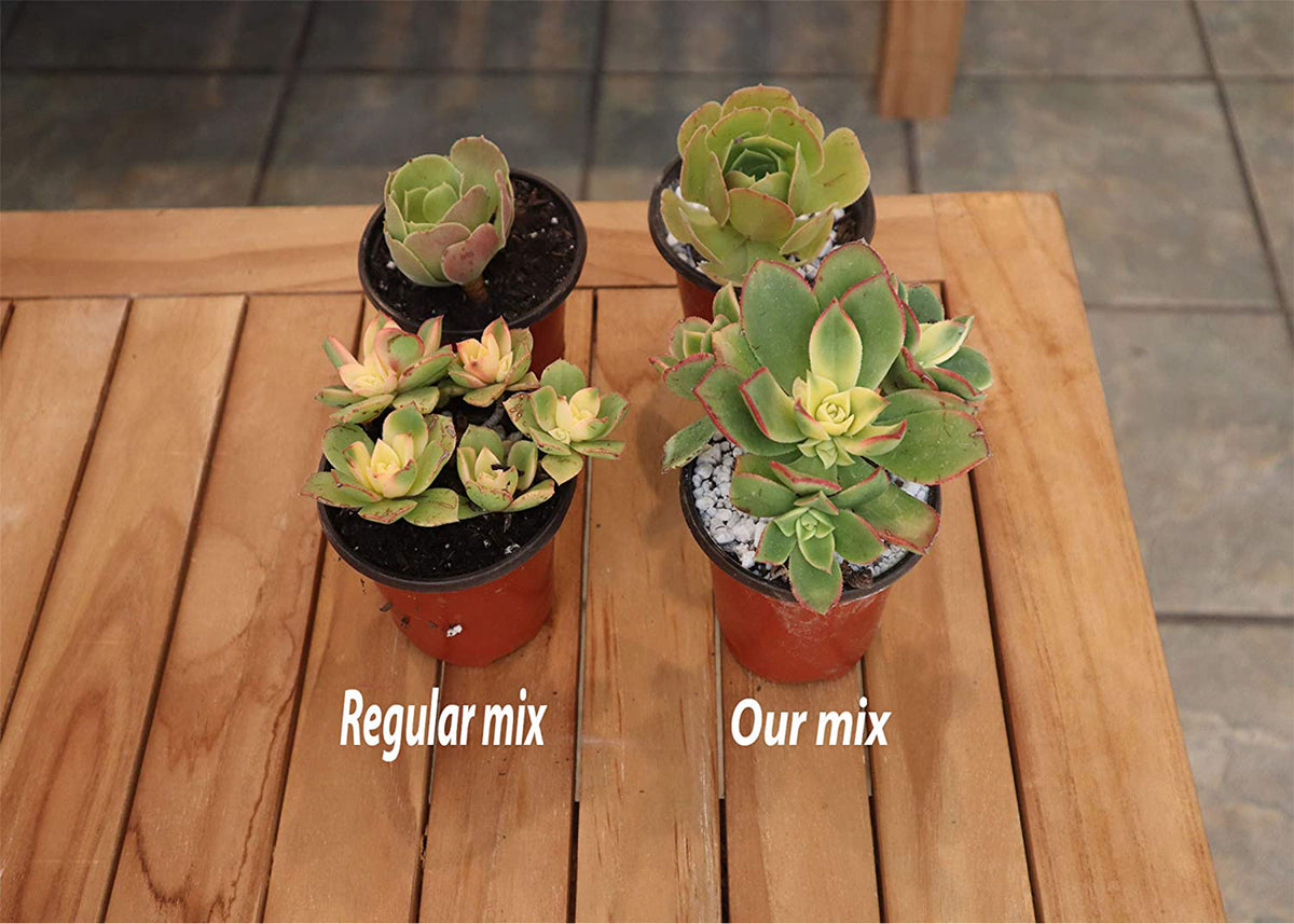 ramsey succulents Ramsey Succulent & Cactus Soil Mix
