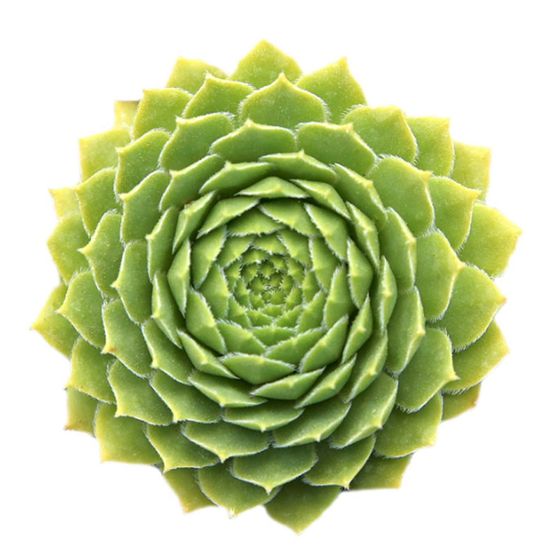 Sempervivum Green Wheel