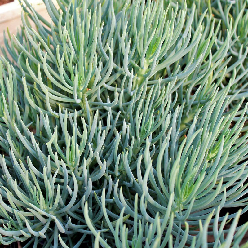 Senecio Vitalis Blue Chalk Fingers